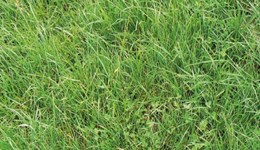Nutritional composition of multispecies grass and legume swards